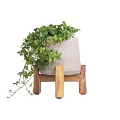 Patt Plant Pot - Low Stand - Grey Washed 11 Patt Plant Pot - Low Stand - Grey Washed -Indoor Plant Store Cissus striata parthenocissus Verona Vein 12x20cm Patt Plant Pot Low Stand Grey Washed 20x21cm 3 f20ec235 e683 4e3f 990d 160bbea37e66