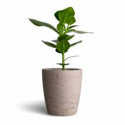 Gerben Plant Pot - Grey Washed -Indoor Plant Store Clusia rosea Princess Autograph Tree 12x30cm Gerben Plant Pot Grey Washed 15x16cm