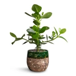 Lindy Plant Pot - Black Green -Indoor Plant Store Clusia rosea Princess Autograph Tree 17x55cm Lindy Plant Pot Black Green 23x20cm a8ac1a7b 3736 473e bdab 0f23f4298ae1