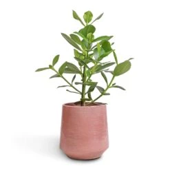 Remi Plant Pot - Pink 10 Remi Plant Pot - Pink -Indoor Plant Store Clusia rosea Princess Autograph Tree 17x55cm Remi Plant Pot Pink 23x25cm