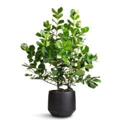 Norell Plant Pot - Black 34 Norell Plant Pot - Black -Indoor Plant Store Clusia rosea Princess Autograph Tree 30x100cm Norell Plant Pot Black 32x30cm 3c33ce30 5050 48d5 a842 879b28e4461b