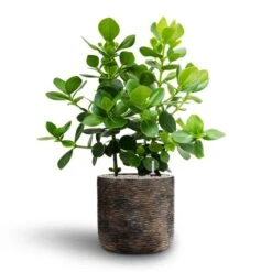 Luxe Lite Wrinkle Cylinder Planter - Bronze 25 Luxe Lite Wrinkle Cylinder Planter - Bronze -Indoor Plant Store Clusia rosea Princess Autograph Tree Hydroculture Luxe Lite Wrinkle Cylinder Planter Bronze