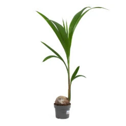 Cocos Nucifera - Coconut Palm Tree -Indoor Plant Store Cocos nucifera Coconut Palm Tree 19cm