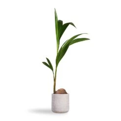 Cocos Nucifera - Coconut Palm Tree -Indoor Plant Store Cocos nucifera Coconut Palm Tree 19x120cm Angle Cylinder Plant Pot White 24x24cm e992d134 67d9 4319 9a8a 68a39042db3b