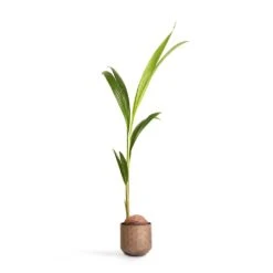 Cocos Nucifera - Coconut Palm Tree -Indoor Plant Store Cocos nucifera Coconut Palm Tree 19x120cm Jort Metal Plant Pots Set4 Latte