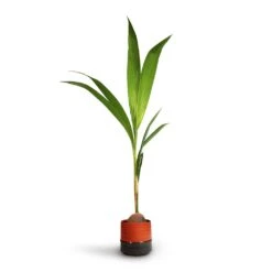 Cocos Nucifera - Coconut Palm Tree -Indoor Plant Store Cocos nucifera Coconut Palm Tree 19x120cm Marlijn Plant Pot Coral 21x21cm 3d80c0ef 267d 4983 b718 fcb62d431f03