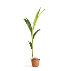 Cocos Nucifera - Coconut Palm Tree -Indoor Plant Store Cocos nucifera Coconut Palm Tree 19x120cm Nelis Plant Basket Camel 23x20cm