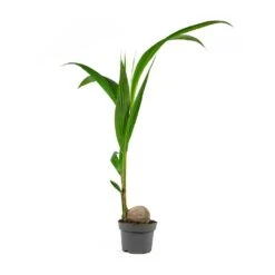 Cocos Nucifera - Coconut Palm Tree -Indoor Plant Store Cocos nucifera Coconut Palm Tree