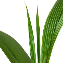 Cocos Nucifera - Coconut Palm Tree -Indoor Plant Store Cocos nucifera Coconut Palm Tree Close Up