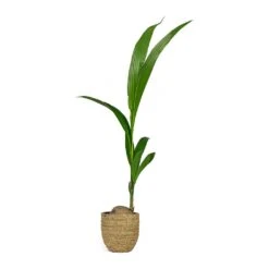 Cody Plant Pot - Straw Grass -Indoor Plant Store Cocos nucifera Coconut Palm Tree Cody Plant Pot Straw Grass 0fb12f6f f104 455a bc04 3821e446b773