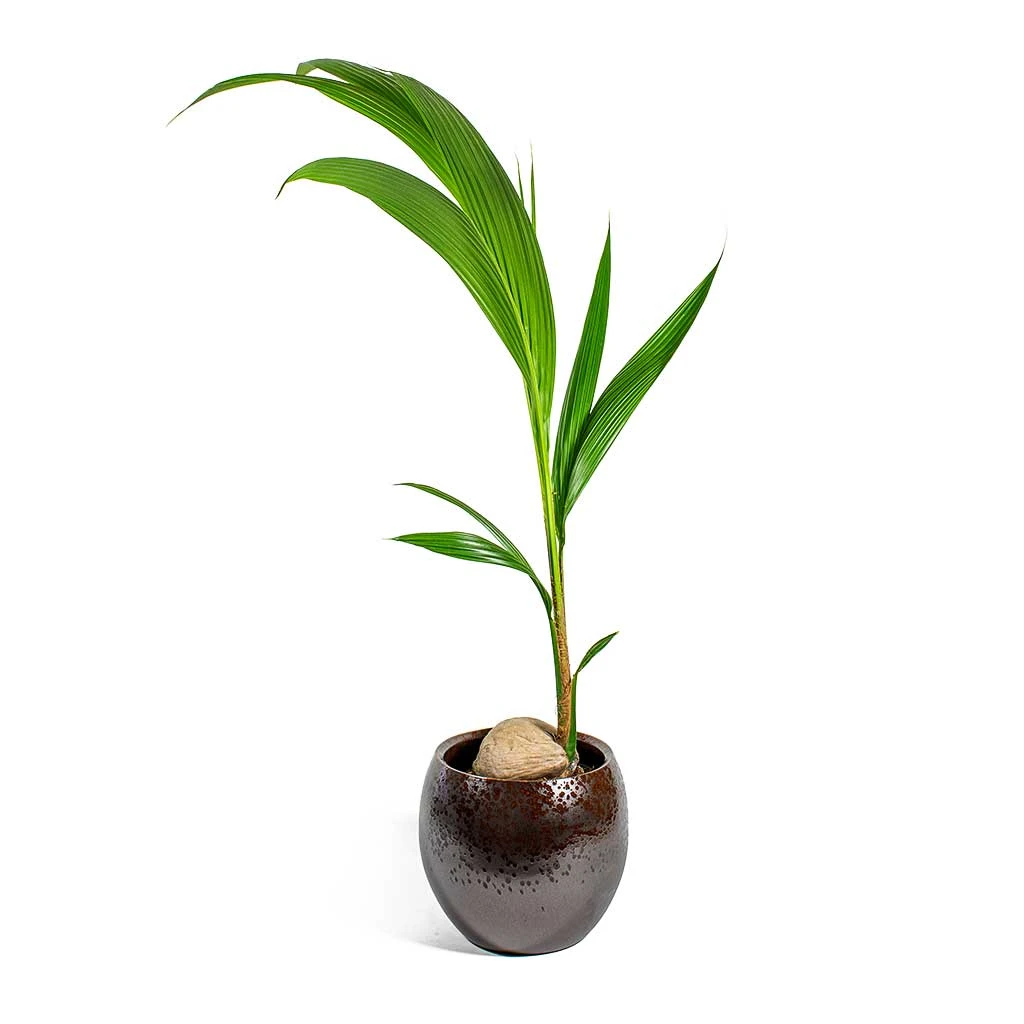 Kae Plant Pot - Mocha 9 Kae Plant Pot - Mocha - Image 9