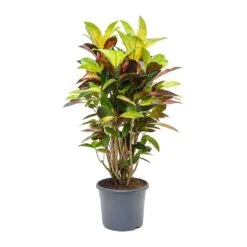 Codiaeum Iceton - Croton 11 Codiaeum Iceton - Croton -Indoor Plant Store Codiaeum Iceton Croton 110cm
