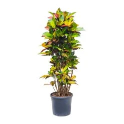 Codiaeum Iceton - Croton 13 Codiaeum Iceton - Croton -Indoor Plant Store Codiaeum Iceton Croton 135cm