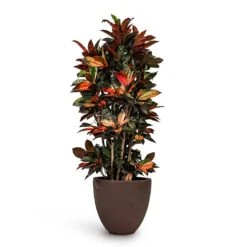 Codiaeum Iceton - Croton 12 Codiaeum Iceton - Croton -Indoor Plant Store Codiaeum Iceton Croton 27x110cm Grigio Egg Pot Planter Rusty Iron Concrete 40x36cm fb973b06 448a 49e6 b85c 0dbee2d03fc6