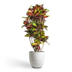 Codiaeum Iceton - Croton 16 Codiaeum Iceton - Croton -Indoor Plant Store Codiaeum Iceton Croton 30x130cm Cas Plant Pot Cool Grey 36x32cm