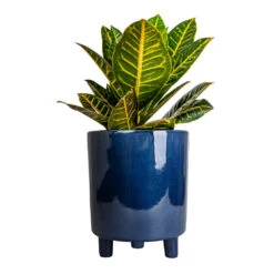 Pisa Plant Pot - Navy -Indoor Plant Store Codiaeum Petra Croton 17x45cm Pisa Plant Pot Navy 20x24cm