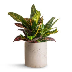 Puk Plant Pot - Grey Washed -Indoor Plant Store Codiaeum Petra Croton 17x45cm Puk Plant Pot Grey Washed 20x20cm 326d2f71 9373 4f0c 98dc 17e3a13ff2b3