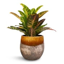 Lindy Plant Pot - Ochre -Indoor Plant Store Codiaeum Petra Croton 17x50cm Lindy Plant Pot Ochre 23x20cm 78cd7299 2d0e 47c8 a27b b7765728d4dc