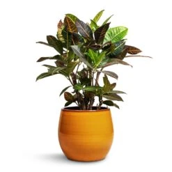 Charlotte Plant Pot - Spiced Ochre 20 Charlotte Plant Pot - Spiced Ochre -Indoor Plant Store Codiaeum Petra Croton 21x60cm Charlotte Plant Pot Ochre 29x25cm