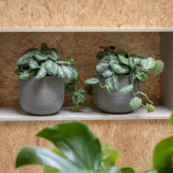 Cody Plant Pot - Ridged Dark Grey 18 Cody Plant Pot - Ridged Dark Grey -Indoor Plant Store CodyPlantPot RidgedDarkGrey 2