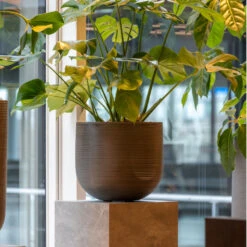 Cody Plant Pot - Ridged Dark Grey 26 Cody Plant Pot - Ridged Dark Grey -Indoor Plant Store CodyPlantPot RidgedDarkGrey 6