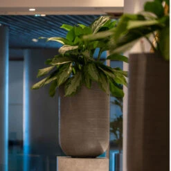 Cody Plant Vase - Ridged Dark Grey 27 Cody Plant Vase - Ridged Dark Grey -Indoor Plant Store CodyPlantVase RidgedDarkGrey 6