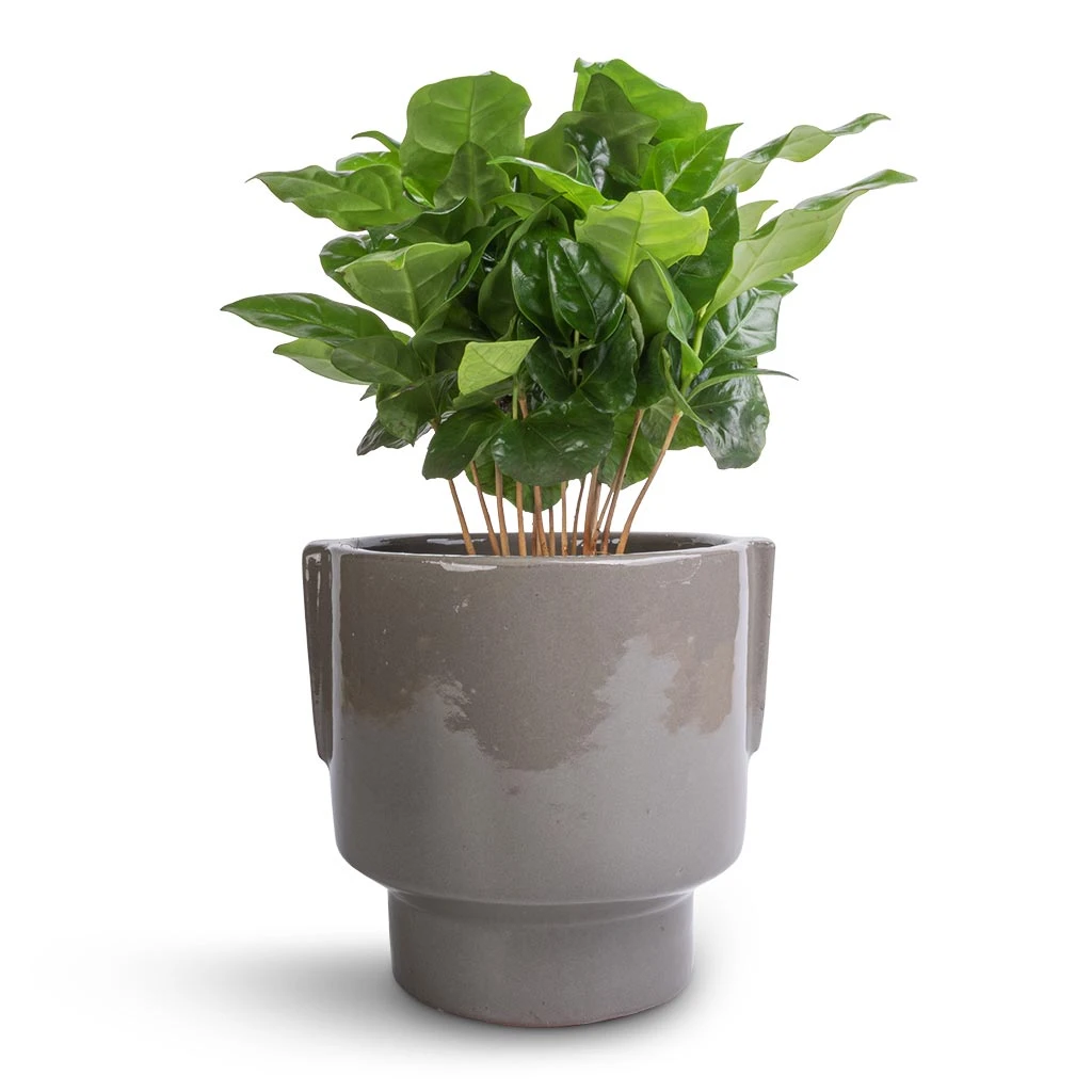 Aries Handles Plant Pot - Charcoal 2 Aries Handles Plant Pot - Charcoal - Image 2