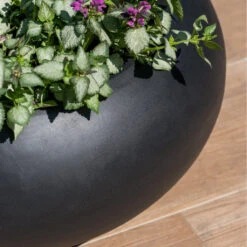Cora Natural Bowl Planter - Black 9 Cora Natural Bowl Planter - Black -Indoor Plant Store CoraNaturalBowlPlanter Black 4