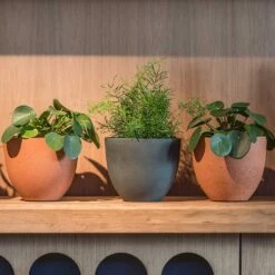 Coral Refined Planter - Pine Green -Indoor Plant Store Coral Refined Pine Green Houseplant