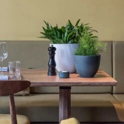 Coral Refined Planter - Natural White -Indoor Plant Store Coral Refined Planter Pine Green Natural White Houseplants