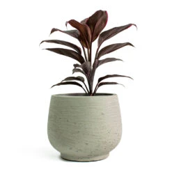 Mini Pixie Plant Pot - Grey Washed -Indoor Plant Store Cordyline fruticosa Mambo Hawaiian Ti Plant Mini Pixie Plant Pot Grey Washed