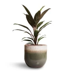 Tarra Plant Pot - Forest 36 Tarra Plant Pot - Forest -Indoor Plant Store Cordyline fruticosa Rumba Hawaiian Ti Plant 12x35cm Tarra Plant Pot Forest 15x13cm 00f6dd4e e1c9 4d63 9d09 c5d3f44e748d