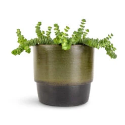 Erik Plant Pot - Dark Olive -Indoor Plant Store Crassula marneriana Hottentot Jade Necklace 11x15cm Erik Plant Pot Olive 14x12cm c047c023 b934 444d 9283 006ff317c701