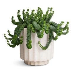 Bourton Scalloped Plant Pot - Ivory -Indoor Plant Store Crassula marneriana Hottentot Jade Necklace 14x20cm Bourton Scalloped Plant Pot Ivory 16x16cm