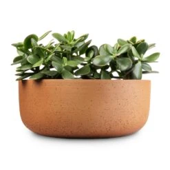 Eav Refined Plant Bowl - Canyon Orange 12 Eav Refined Plant Bowl - Canyon Orange -Indoor Plant Store Crassula ovata Sunset Jade Plant 12x25cm 3 x plants Eav Refined Plant Bowl Canyon Orange 31x12.5cm