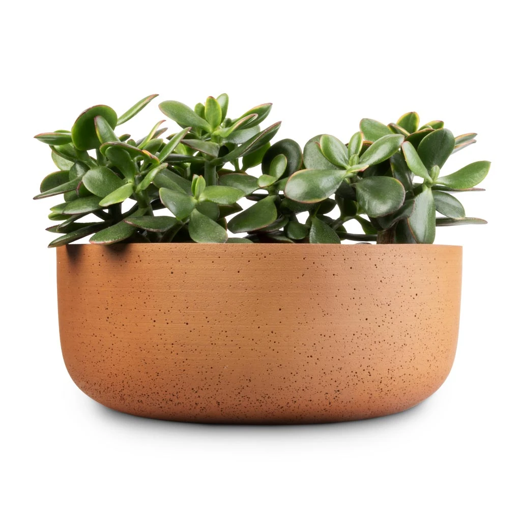 Eav Refined Plant Bowl - Canyon Orange 4 Eav Refined Plant Bowl - Canyon Orange - Image 4