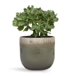 Tarra Plant Pot - Forest 24 Tarra Plant Pot - Forest -Indoor Plant Store Crassula ovata Undulata Curly Jade Plant 17x25cm Tarra Plant Pot Forest 23x20cm