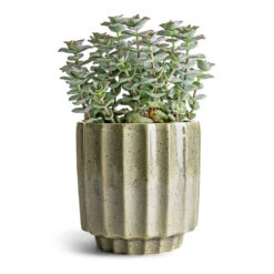 Crassula Perforata - String Of Buttons -Indoor Plant Store Crassula perforata String Of Buttons 10.5x20cm Lugano Scalloped Plant Pot Green 13x13cm