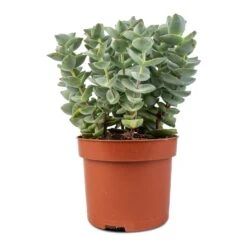 Crassula Perforata - String Of Buttons -Indoor Plant Store Crassula perforata String Of Buttons