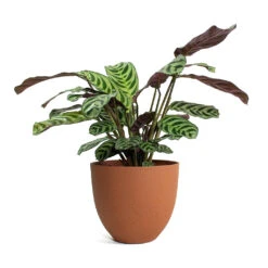 Coral Refined Planter - Canyon Orange -Indoor Plant Store Ctenanthe burle marxii Amabilis Never Never Plant Coral Refined Planter Canyon Orange