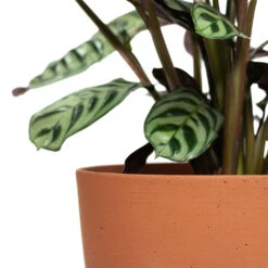 Coral Refined Planter - Canyon Orange -Indoor Plant Store Ctenanthe burle marxii Amabilis Never Never Plant Coral Refined Planter Canyon Orange Close Up