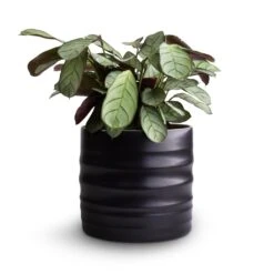 Hadleigh Plant Pot - Charcoal 19 Hadleigh Plant Pot - Charcoal -Indoor Plant Store Ctenanthe burle marxii Amagris Never Never Plant 12x30cm Hadleigh Plant Pot Charcoal 14x13cm 4080c6d9 232d 4d81 b946 d67e32a49a4d