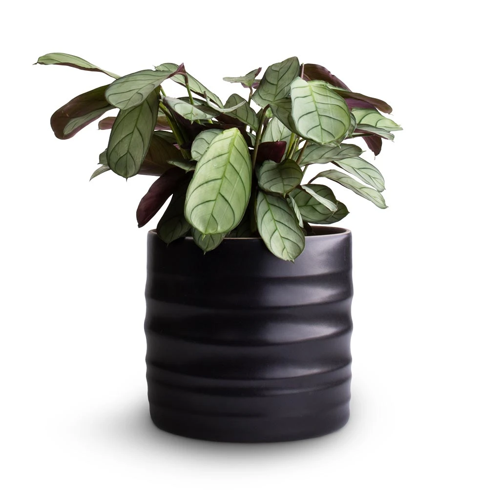 Hadleigh Plant Pot - Charcoal 9 Hadleigh Plant Pot - Charcoal - Image 9