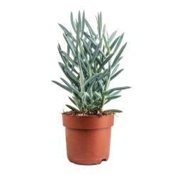 Curio Ficoides Mount Everest - Skyscraper Senecio -Indoor Plant Store Curio ficoides Mount Everest Skyscraper Senecio 12x20cm