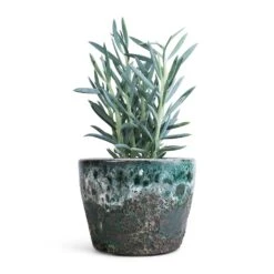 Curio Ficoides Mount Everest - Skyscraper Senecio -Indoor Plant Store Curio ficoides Mount Everest Skyscraper Senecio 12x20cm Lava Couple Straight Relic Planter Jade 19x13cm