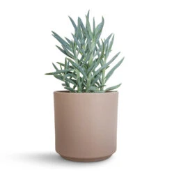 Curio Ficoides Mount Everest - Skyscraper Senecio -Indoor Plant Store Curio ficoides Mount Everest Skyscraper Senecio 12x20cm Prague Plant Pot Taupe 13x13cm 2 0d0d5314 e489 4273 8776 813f0877e5de