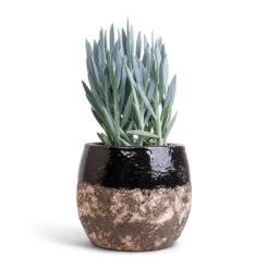 Lindy Plant Pot - Black -Indoor Plant Store Curio ficoides Mount Everest Skyscraper Senecio 14x35cm Lindy Plant Pot Black 19x16cm a098ebe7 d481 4e7a 9a29 b80cc0a34402