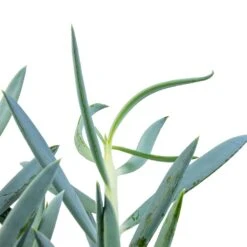 Curio Ficoides Mount Everest - Skyscraper Senecio -Indoor Plant Store Curio ficoides Mount Everest Skyscraper Senecio SWATCH 2