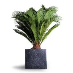 Raindrop Cube Planter - Anthracite 17 Raindrop Cube Planter - Anthracite -Indoor Plant Store Cyas Revoluta Sago Palm 27x90cm Raindrop Cube Planter Anthracite 30x30x27cm