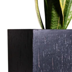 Raindrop Trough Planter - Anthracite -Indoor Plant Store Cyas Revoluta Sago Palm 27x90cm Raindrop Cube Planter Anthracite 30x30x27cm Close d6f90fa3 ec5d 41a9 981a 085300c0a328